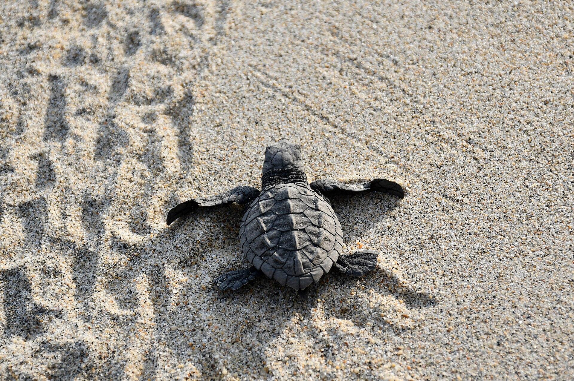 Tortuga marina avanzando sobre la arena